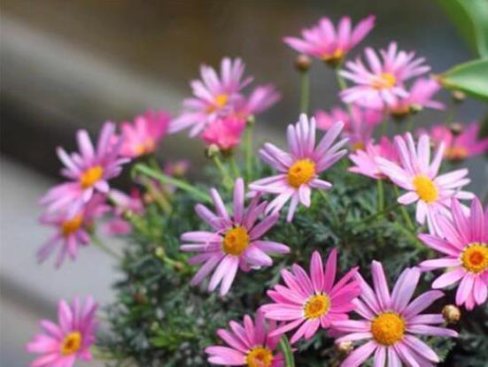 君子兰|还在按天给花浇水?那你的花离死不远了