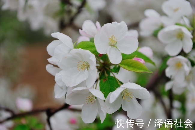 此花是我国特有的植物,红艳如胭,美如画,魅力十足