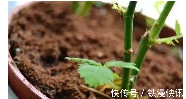 花友以下2种“垃圾”养花，盆栽都叶厚花大色又艳，十年不用施肥