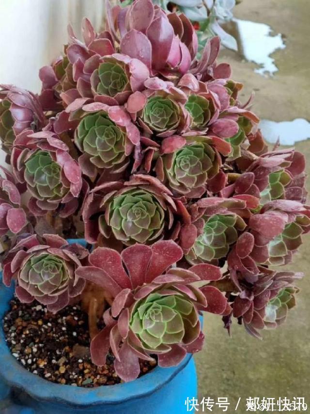 秋天多肉砍1刀，立马爆出一圈芽，1盆变10盆不花钱