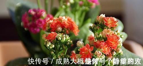 养花还在用黄豆水?你out了!现在都流行3种肥,花开旺盛