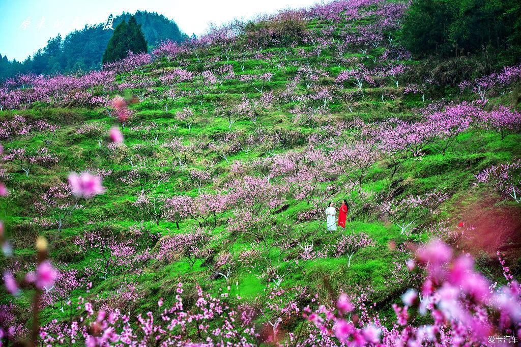 《重庆秀山的坪南桃花盛开了》