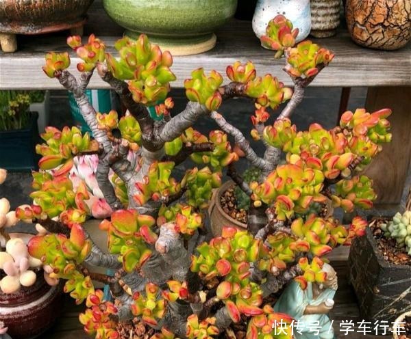 喜欢多肉，怎能不养一棵“吸财树”老桩成盆景，高端大气上档次！