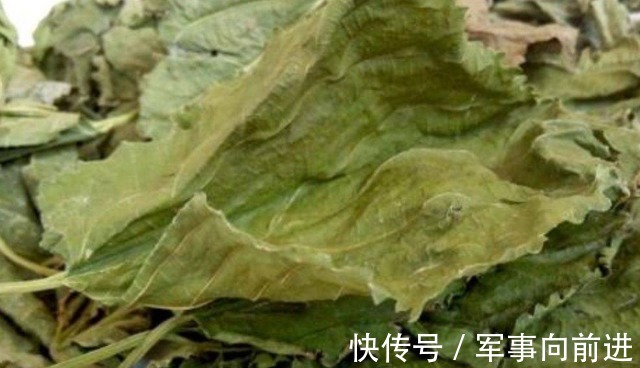 桑叶茶|桑叶茶简单自制方法，只需3步，1分钟学会，常喝桑叶茶营养好处多