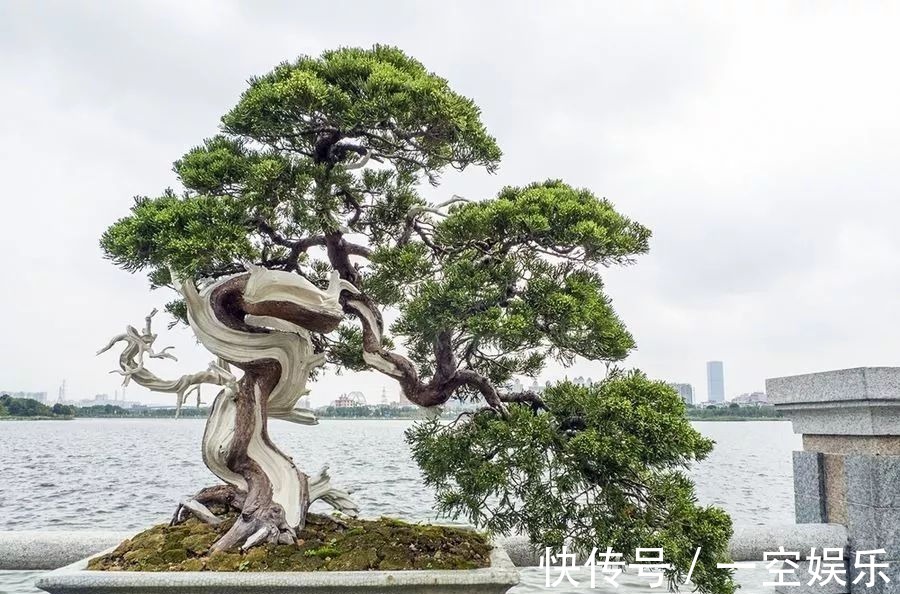 台友们|罗汉松芽接案例分享，台长教你玩出别出心裁的岭南盆景！