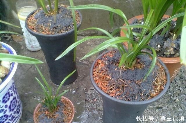 四种养花水真不错,养分高能养花,还能避免蚊虫困扰!