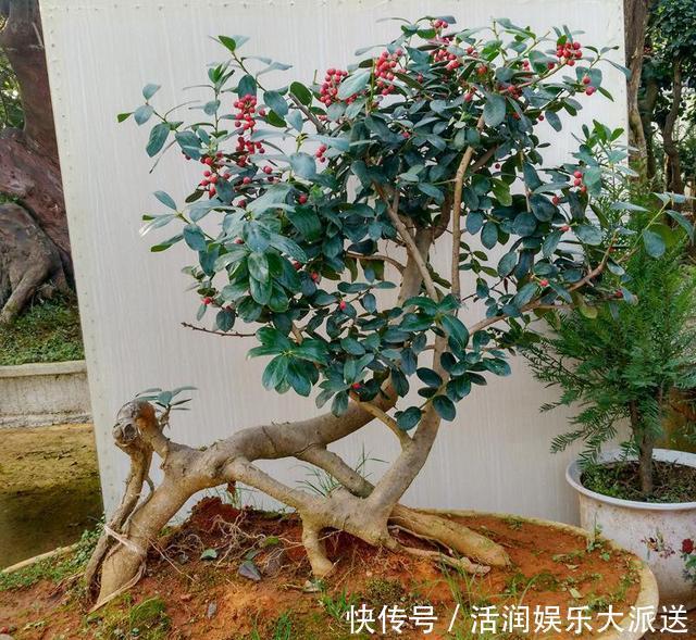 大动作|家养一盆枸骨盆景,叶片青翠风景好,从年头赏到年尾!