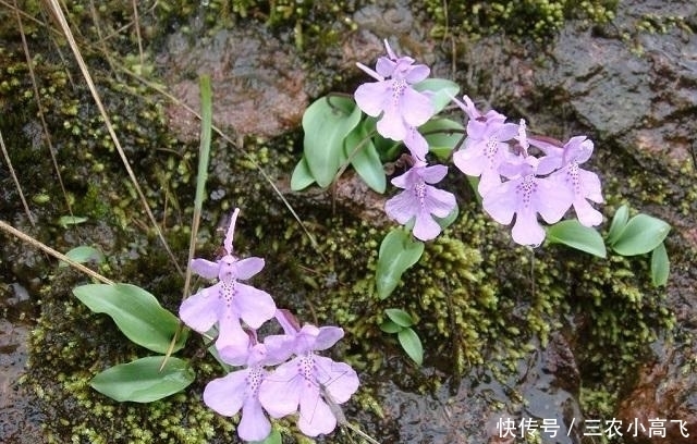  花朵|它全株只长一片叶子，花朵像“蝴蝶”，是国家一级保护植物，看到别挖