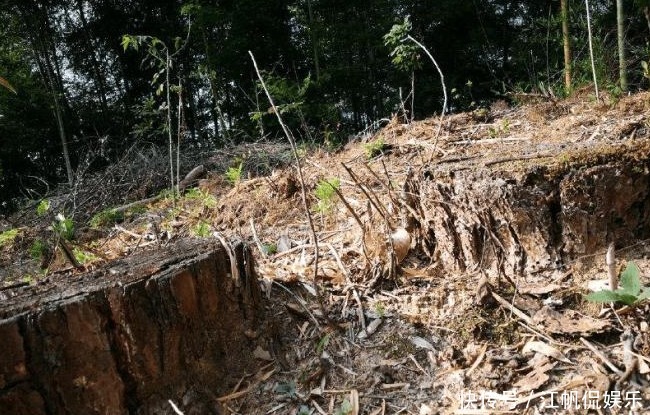 心木|种兰花的第一步是植料,材料选对了,养出好兰花并不太难