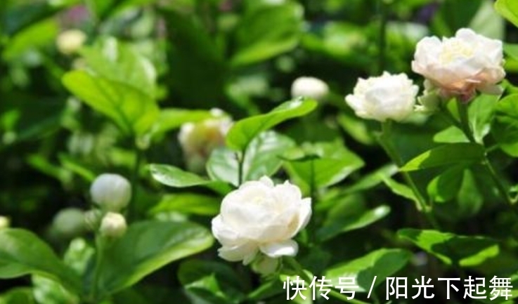 万寿菊|冬天5种花不能“懒”，没事多剪剪，冬季枝繁叶茂，春季开花爆盆