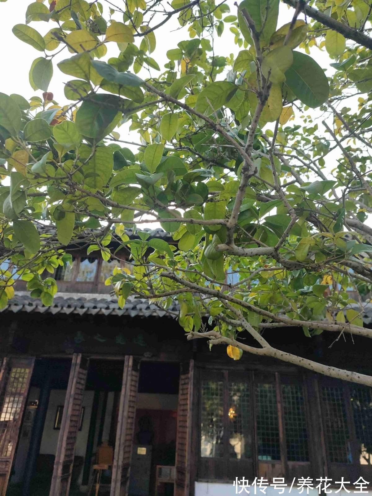 文殊兰$佛教“五树六花”,适合养在家里,凝神静心特养人