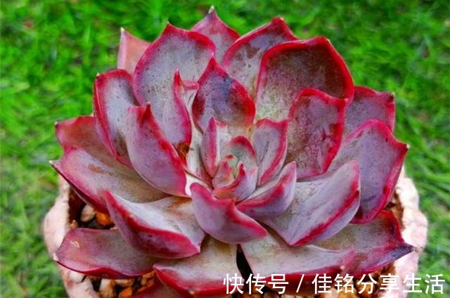 多肉“出汗”不可怕,证明活得很健康,但出汗后要特别注意通风!