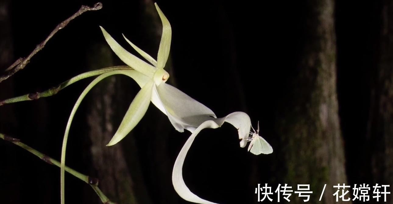 世界上最贵的花朵,一朵价值1500万,知道这是什么花吗?