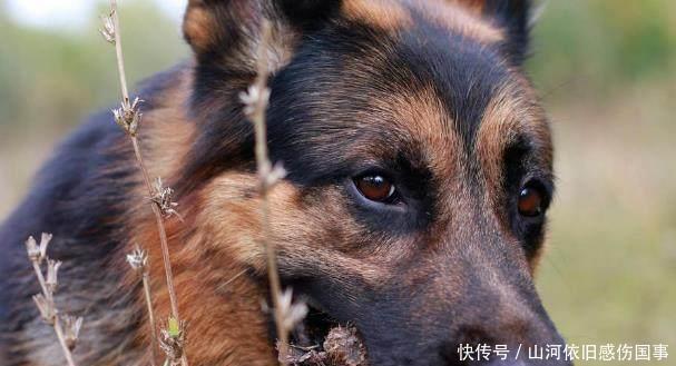 猎狗|日本侵华时用一种特殊兵器,残害很多人,后被中国一动物降伏