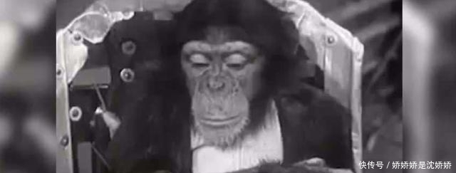 1961年,美国将一黑猩猩送上太空,回到地面后不久才发现不对劲
