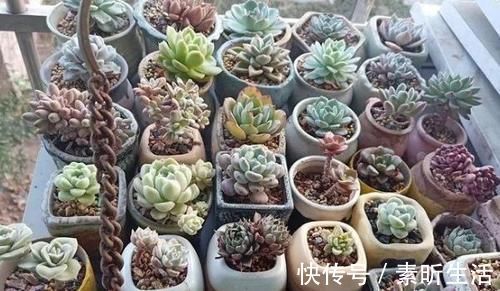 养多肉还在担心天冷叶子化水吗?套上它,反而不挨冻长得更好