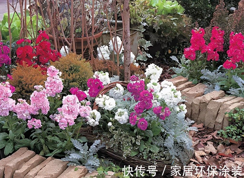 植株|此种耐冻花,自带体香,外面天寒地冻,家里开花香气满屋