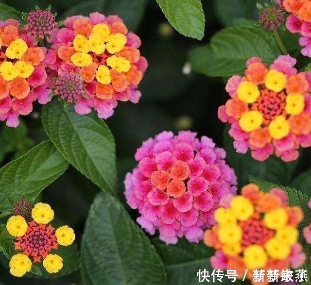 五色梅|家里万万不要养这几种花,放一盆都会对身体不好,后悔没早知道