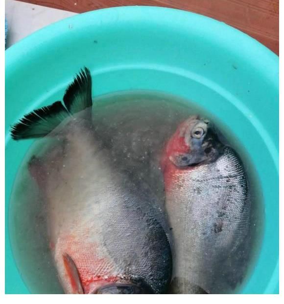 食人鱼？南京钓友夜钓收获两条“红腹怪鱼”，钓友：差点被咬出血