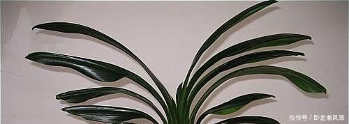 根部|君子兰别用土培了,烂根太严重,就用它养,再也不烂根!