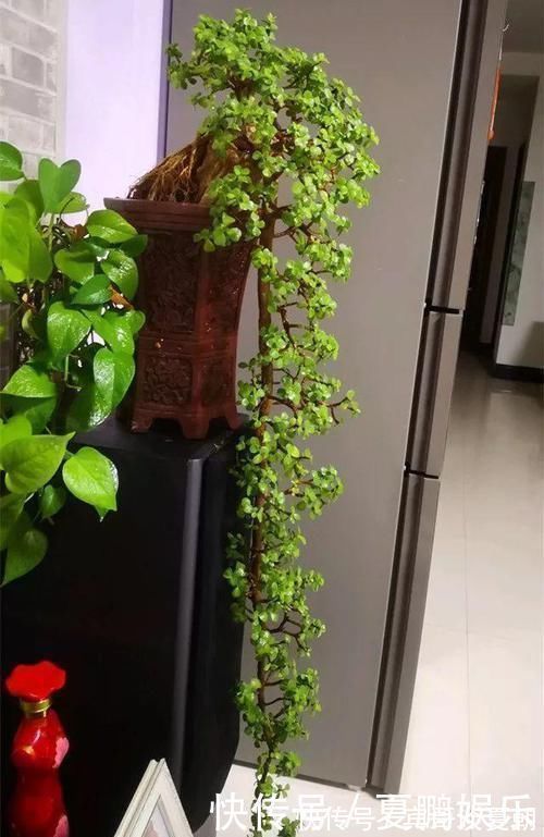 薄肥勤施|养金枝玉叶要“有耐心”，知道这个小技巧，2年养成高颜值老桩