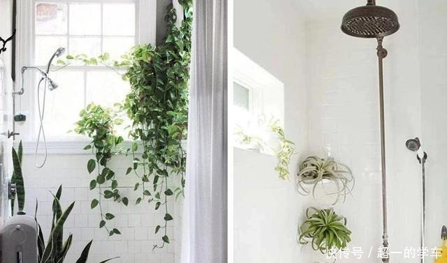 卫生间里少不了8种植物，水培土培都可以，阴凉潮湿处容易养好！