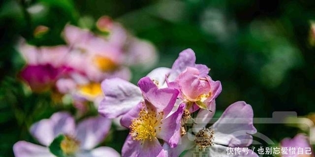 阳光下娇媚盛开的野蔷薇花，艳丽多姿，春天里绚烂多彩的花儿很美