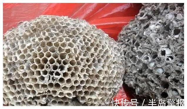 Fo为何能违反物理定律飞行 昆虫学家或于1927年发现奥秘 上 今日热点 Fo为何能违反物理定律飞行 昆虫学家或于1927年发现奥秘 上 今日热点