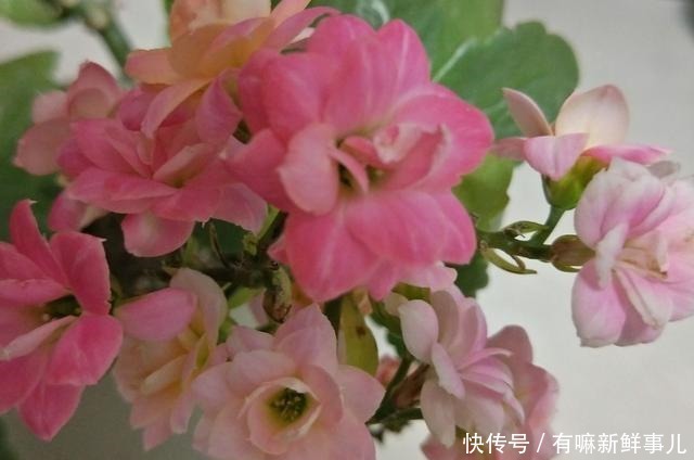 长寿花年年买年年扔只要不扔,简单几步恢复生机,当年就开花!