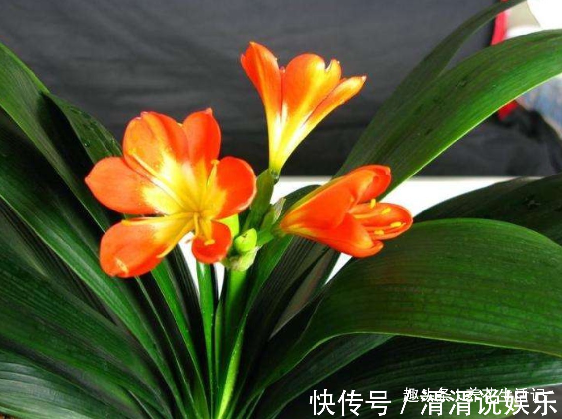 叶子|家养君子兰,叶片不对称、一边大一边小,学会“3招”就能解决