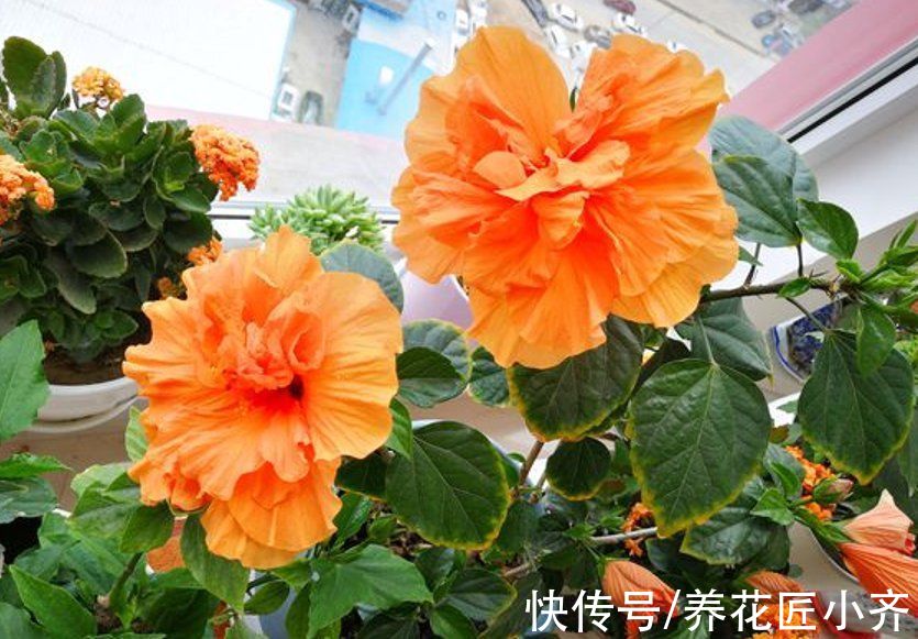 弱枝|五种“漂亮花”，春天升温赶紧剪，冒芽新枝壮，开花多又大