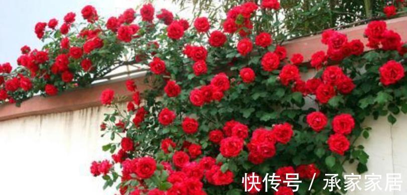 花卉|家门口有块空地，种上1种小红花，颜色艳丽香味浓郁，开出花海