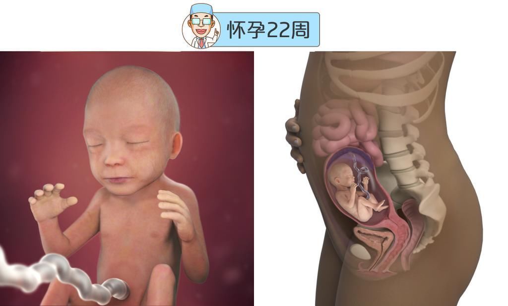 婴儿|最全的怀孕周期图鉴,感受从受精卵到婴儿的神奇变化!