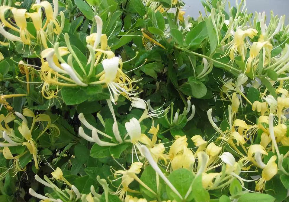 藤条|夏天该入手什么植株?这三种一定要安排上,好看又香