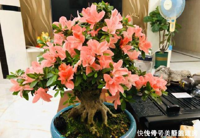 家中常见的6种花是“醋罐子”,多浇点酸水,叶子才能绿得发亮