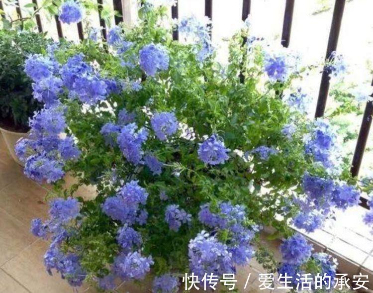 花型|家里阳台养此款花，新手也能养爆盆，花型圆滚惹人爱，值得拥有