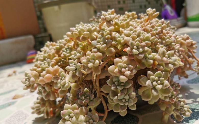 刚入坑养多肉,怕盆栽夭折,日常打理该注意这些,以防黑腐伤亡