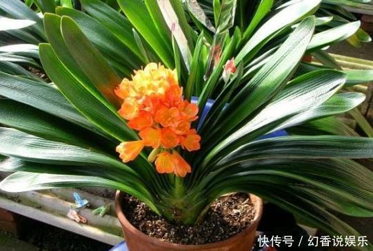 想要养好君子兰，这五个方法不要做容易烂根，新手朋友要注意