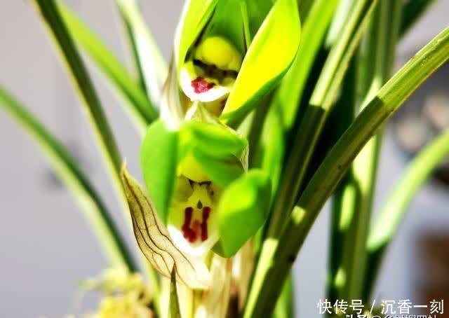 夏天|夏天如何管理兰花，才能确保不会烂根？这3点非常重要