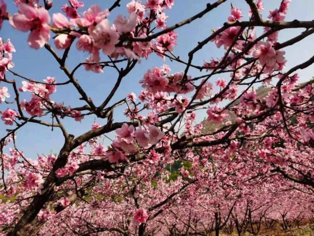 好运势|2022年1月2日开始,家运顺风顺水,财利双丰,迎来一大波好运势的4大生肖