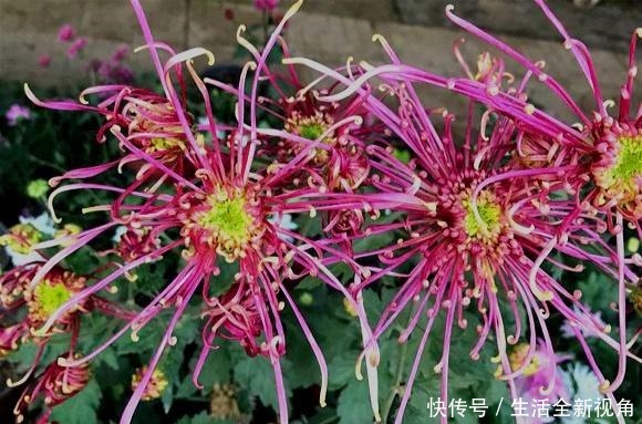 春天种下几株菊花,秋天才能怡然自得地赏花,喜欢菊花的赶紧种!