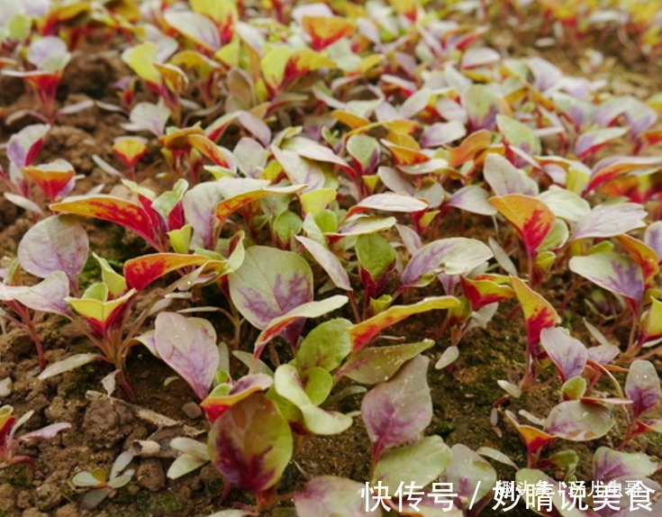 反季|苋菜减肥排毒，营养丰富，掌握三点，种出优质美味反季节苋菜来！