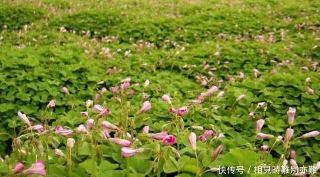 在农村,小时候最喜欢一口吃掉它,据说几乎没有农村娃不认识它