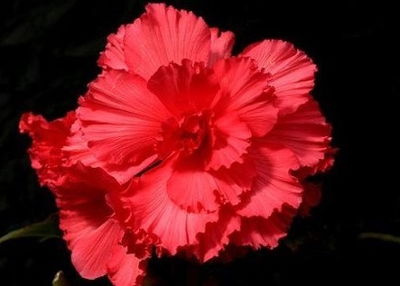 家养“树中奇花”,花开似牡丹,更胜海棠花,花开三季、好养活