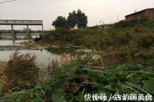 垂钓|冬季野钓鲫鱼,饵料重要但不是核心,那谁才是关键