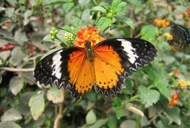 四等秀才|不出名却文采飞扬的3副对联,水平很高,让人打心眼里佩服