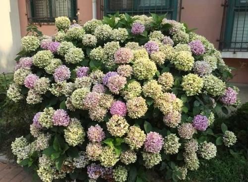 买绣球花是花苗好还是老桩好？