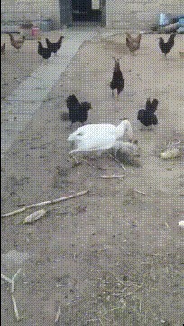 |搞笑GIF:吃货妹子真是伤不起啊,坐个席拿这么大的袋子呢