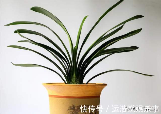 君子兰一直长不好,跟“换盆”有关系,很多人都做错了