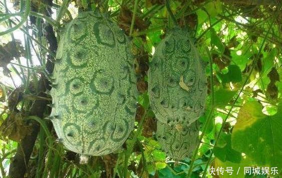 赶跑|女性常吃一果，滋养卵巢，子宫越来越健康，赶跑妇科炎症